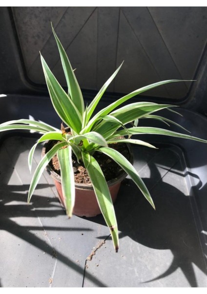 Kurdele Çiçeği (Chlorophytum Comosum) Fidanı 10-20 cm