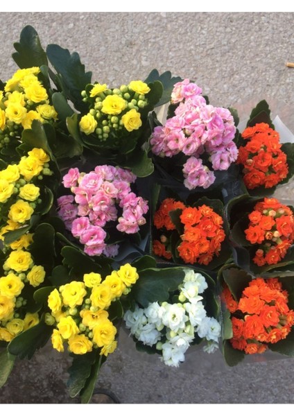 Mini Kalanşo Çiçeği Fidanı 10-20 cm