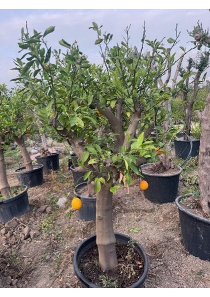Saksıda 15 Yaş Yetişkin Mayer Limon Ağacı Boy 170 Cm+
