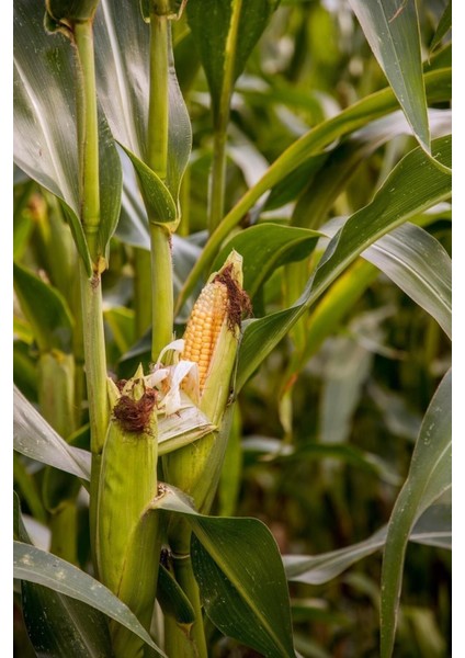 Şeker Gübresi Çim Gübresi 10 kg ( Açık Paket Gönderilir.) fırsatları