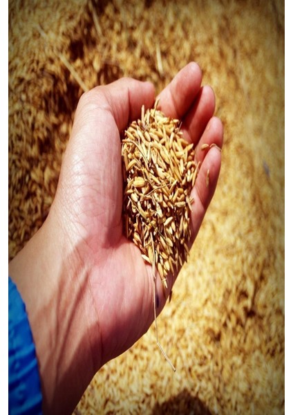 Şeker Gübresi Çim Gübresi 10 kg ( Açık Paket Gönderilir.) indirimleri