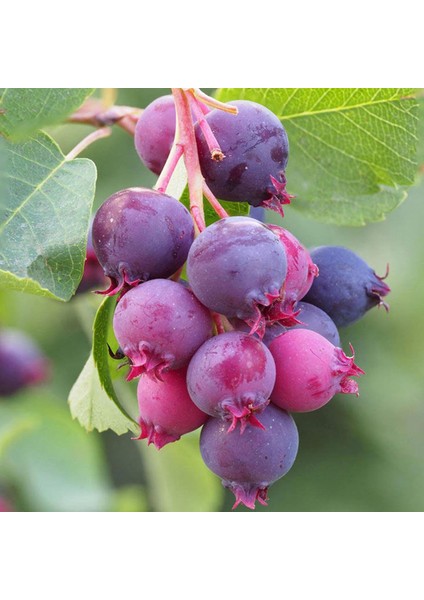 3 Yaş Tüplü Saskatoon Berry Northline 80-100 cm