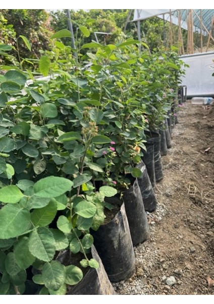 3 Yaş Tüplü Saskatoon Berry Northline 80-100 cm