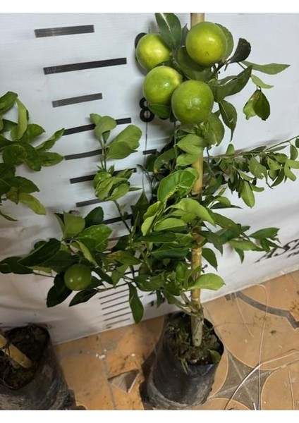 Soğuğa Çok Dayanıklı Fly Dragon Anaç Üzerine Aşılı Tam Bodur Tüplü Mayer Limon Yaş 3