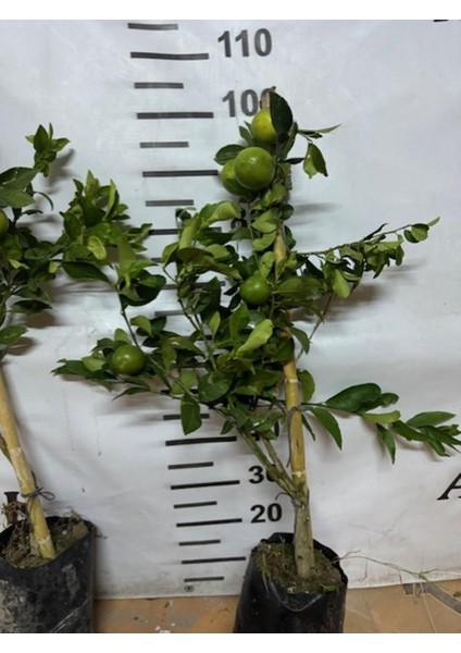 Soğuğa Çok Dayanıklı Fly Dragon Anaç Üzerine Aşılı Tam Bodur Tüplü Mayer Limon Yaş 3 fiyatları