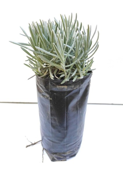 Lavanta Çiçeği Fidanı 10-20 cm