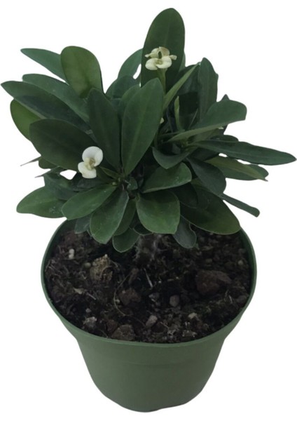 Beyaz Dikenler Tacı Çiçeği Fidanı 10-20 cm