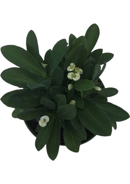 Beyaz Dikenler Tacı Çiçeği Fidanı 10-20 cm fiyatları