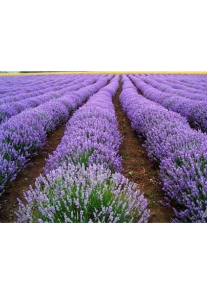 Lavanta Fidesi Fidanı Intermedia 10-20 cm