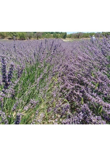 Lavanta Fidesi Fidanı Intermedia 10-20 cm fiyatları