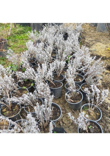 Lavanta Fidesi Fidanı Intermedia 10-20 cm modelleri