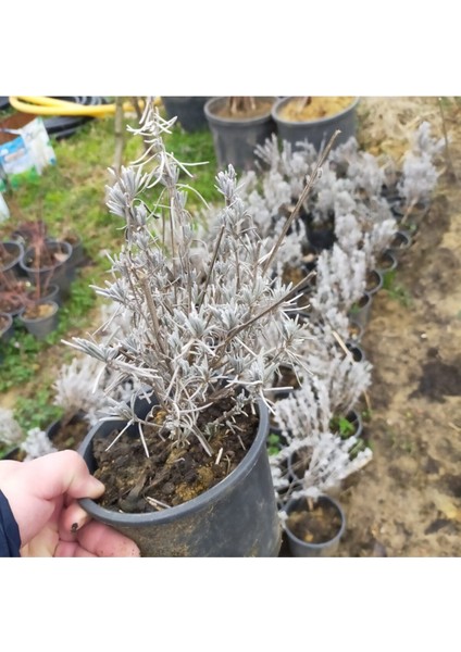 Lavanta Fidesi Fidanı Intermedia 10-20 cm fırsatları