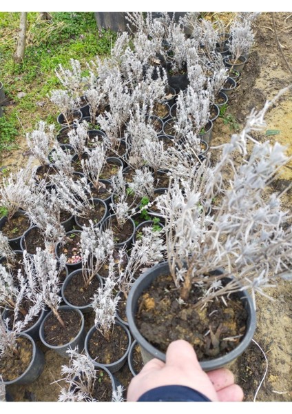 Lavanta Fidesi Fidanı Intermedia 10-20 cm indirimleri