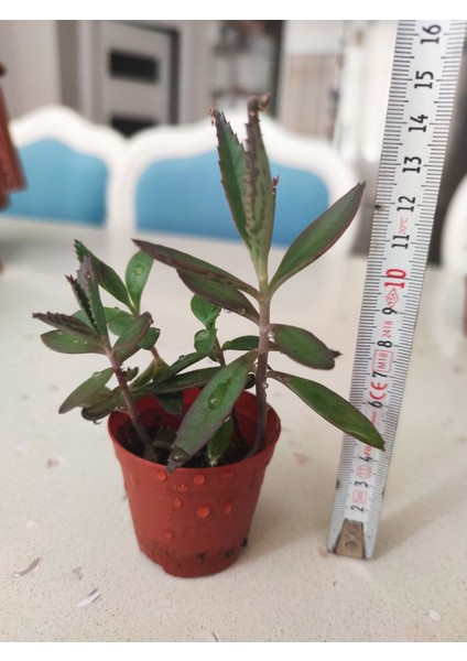 Mavi Aşkın Gözyaşı Çiçeği Fidanı 10-20 cm