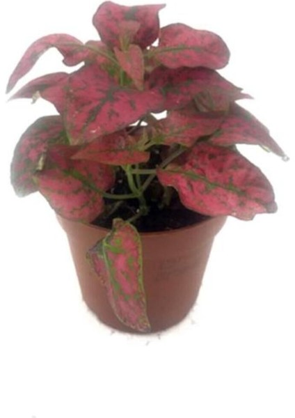 Fittonia Hostes Çiçeği Fidanı Kırmızı Yeşil 10-20 cm