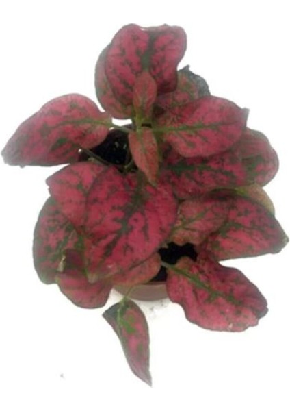 Fittonia Hostes Çiçeği Fidanı Kırmızı Yeşil 10-20 cm