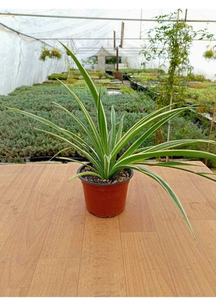 Kurdela Çiçeği Chlorophytum Comosum 13 cm Saksıda