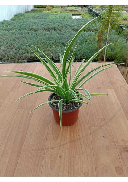 Kurdela Çiçeği Chlorophytum Comosum 13 cm Saksıda fiyatları