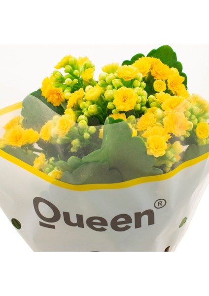 Kalanşo Kalachoe (Emel Hanım) Çiçeği Fidanı Sarı Renk 10-20 cm
