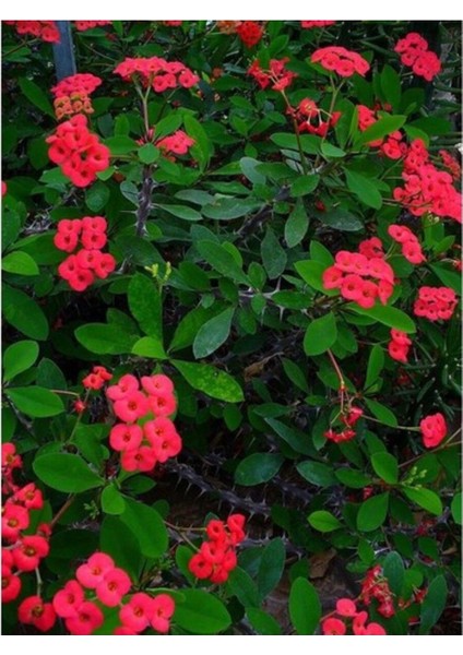 Dikenler Tacı Kırmızı Renk Euphorbia Milli 10-20 cm
