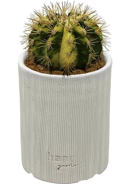Gymnocalcium Variegata / Kaktüs