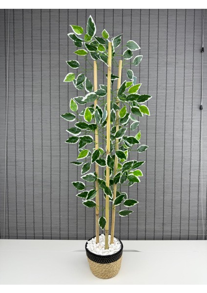 Yoğun Yapraklı Dekoratif Benjamin Ağacı Hasır Sea Grass / Koton Saksılı 3 Gövde 100CM