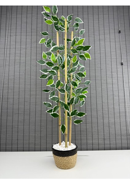 Yoğun Yapraklı Dekoratif Benjamin Ağacı Hasır Sea Grass / Koton Saksılı 3 Gövde 100CM fiyatları