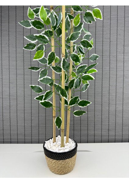 Yoğun Yapraklı Dekoratif Benjamin Ağacı Hasır Sea Grass / Koton Saksılı 3 Gövde 100CM modelleri