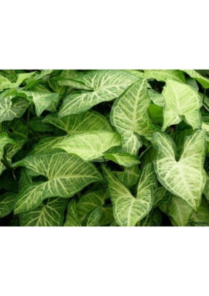 Melek Kanadı Çiçeği Fidanı 10-30 cm Syngonium Mango Allusion