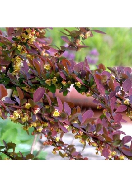 Kırmızı Berberis Thunbergii Kadın Tuzluğu Fidanı 20-40 cm