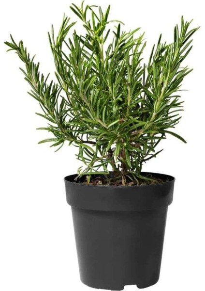 Biberiye Fide Fidanı 20-30 cm Rosmarinus Officinalis 1 Adet