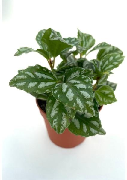 Pilea Cadierei Karyağdı Begonya Çiçeği Fidanı 10-20 cm