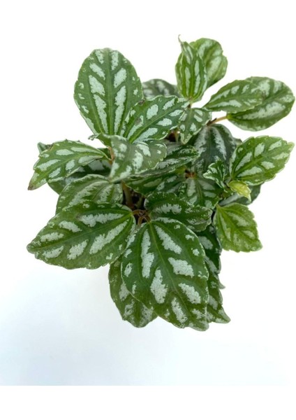 Pilea Cadierei Karyağdı Begonya Çiçeği Fidanı 10-20 cm