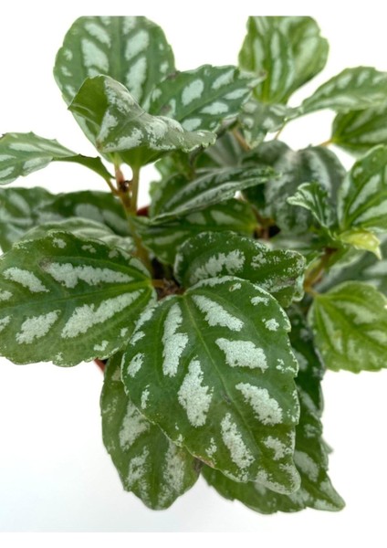 Pilea Cadierei Karyağdı Begonya Çiçeği Fidanı 10-20 cm