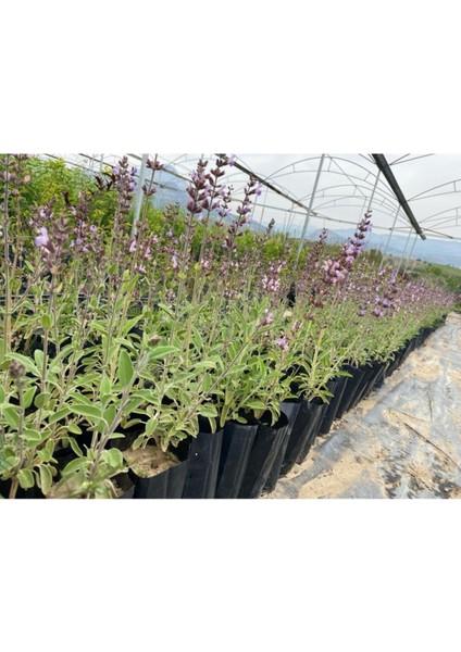 Adaçayı Fidanı 10 Adet 10-20 cm