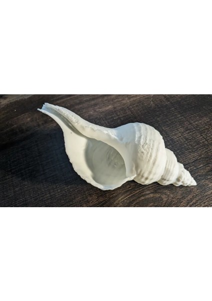Dekoratif Mermer Görünümlü Plastik Deniz Kabuğu