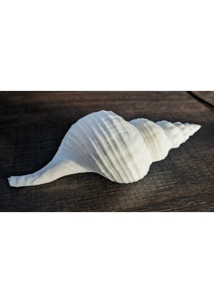 Dekoratif Mermer Görünümlü Plastik Deniz Kabuğu