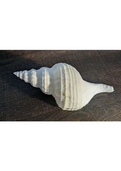 Dekoratif Mermer Görünümlü Plastik Deniz Kabuğu