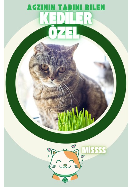 Kedi Çimi Tüy Yumağı Önleyici Etkili Dostu ve %100 Doğal 4 Adet modelleri