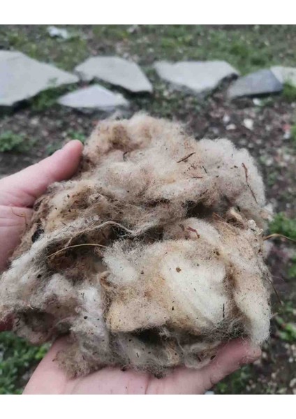 Koyun Yünü Yıkanmamış 100 gr