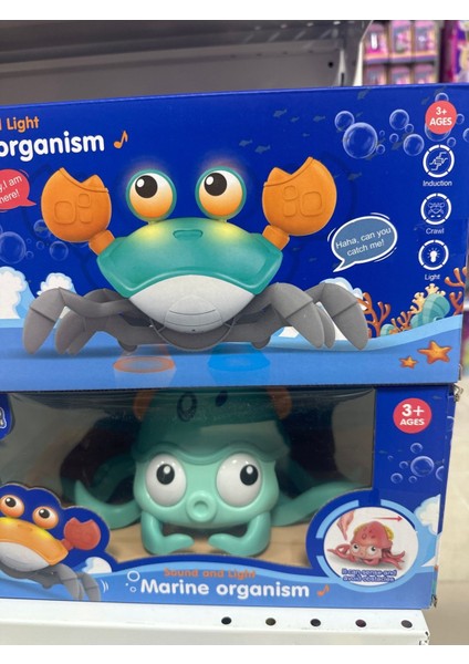 Elite Bebek Için Yürüyen Pilli Ahtapot ve Yengeç Emekleme Arkadaşım 2 Li Set 1 Adet