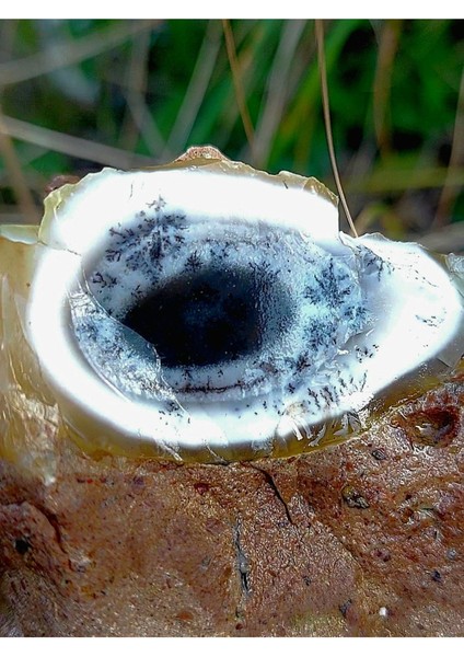 Elite Nadir Doğal Baykuş Gözü Dendritik Opal Jeot Eşsiz Koleksiyonluk Dekor Ham Mineral Menşei Bilecik 1 Adet fiyatları