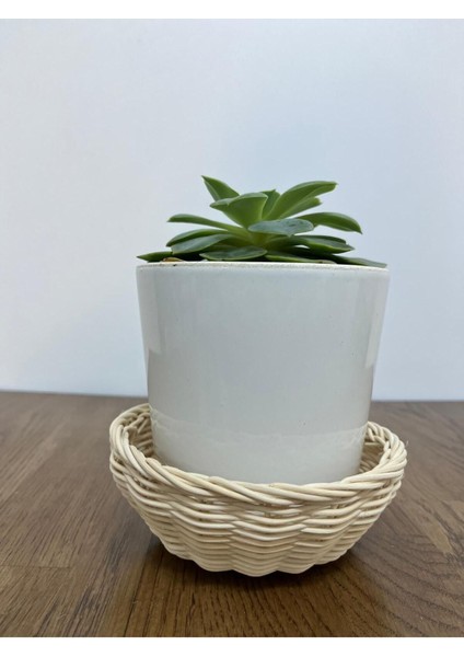 Elite Bambu Kase 1 Adet