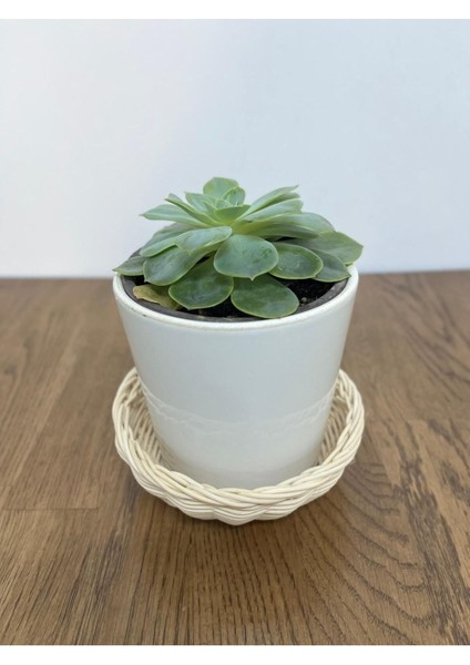 Elite Bambu Kase 1 Adet