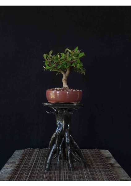 Bonsai Kotanaster (Dağ Muşmullası)