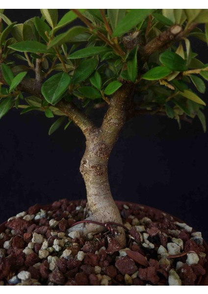 Bonsai Kotanaster (Dağ Muşmullası)