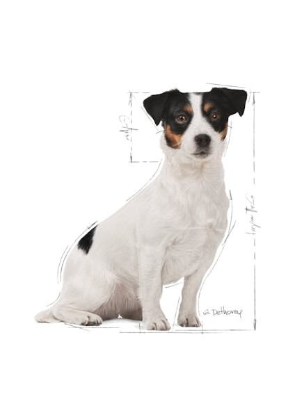 Mini Adult +8 Yaş Yaşlı Köpek Maması 2 Kg modelleri
