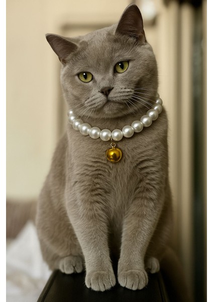 Kedi Kolyesi