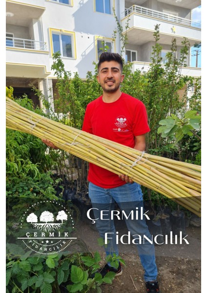 Bambu Fidan Bitki Destek Çubuğu 30 Adet 2 Metre Boy