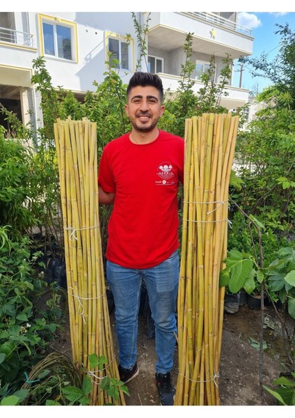 Bambu Fidan Bitki Destek Çubuğu 30 Adet 2 Metre Boy modelleri